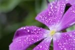 Vinca With Drops Of Dew Stock Photo