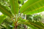 Green Banana Tree Plantation In Nature With Daylight Stock Photo