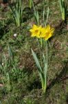 Couple Of Daffodils Stock Photo