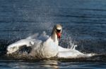 Mute Swan (cygnus Olor) Stock Photo