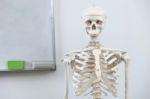 Human Skeleton Stock Photo