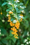 Golden Dew Drop (duranta Repens L.) Stock Photo