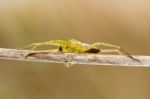 Green Huntsman Spider (micrommata Virescens) Stock Photo