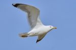 White Seagull In Flight Stock Photo