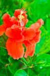 Beautiful Red Hawaiian Hibiscus Flower Stock Photo