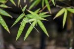 Rain Drop On Bamboo Leaves Stock Photo