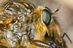 Giant Robber Fly (proctacanthus Rodecki) Stock Photo