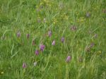 Southern Marsh Orchid (dactylorhiza Praetermissa) Stock Photo