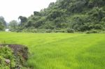 Closeup Of Rice Field Stock Photo