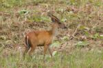 Barking Deer In Nature Stock Photo