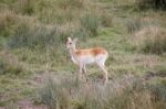 Red Lechwe Antelope (kobus Leche) Stock Photo