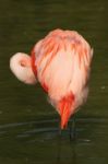 Flamingo Stock Photo