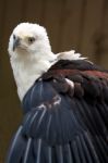 African Fish Eagle Stock Photo