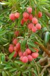 Fresh Lychee On Tree Stock Photo