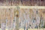 Common Stonechat (saxicola Rubicola) Stock Photo