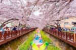 Jinhae,korea - April 4 : Jinhae Gunhangje Festival Is The Largest Cherry Blossom Festival In Korea.tourists Taking Photos Of The Beautiful Scenery Around Jinhae,korea On April 4,2015 Stock Photo