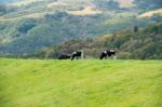 Cows On A Green Field And Blue Sky Stock Photo