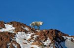 Arctic Wolf Stock Photo