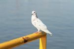 White Pigeon Perching On Yellow Metal Bar Stock Photo