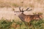 The Deer Of Richmond Park Stock Photo