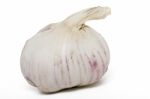 Single Garlic Bulb Stock Photo