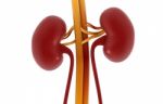 Human Kidney Stock Photo