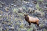 Elk Or Wapiti (cervus Canadensis) Stock Photo