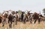 Herd Of Goats In A Pasture Stock Photo