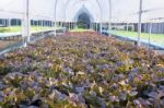 Farm Of Fresh Red And Green Vegetable Salad Stock Photo