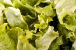 Green Lettuce Stock Photo