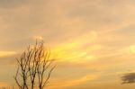 Silhouette Of Dead Tree And Dry Branch With Beautiful Sky And Ye Stock Photo