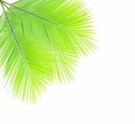 Coconut Leaf Isolated On White Background Stock Photo