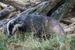 European Badger (meles Meles) Stock Photo