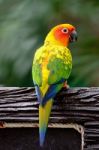 Sun Conure Stock Photo