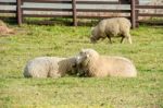 Sheeps Stock Photo