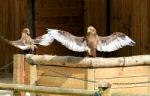 Two Tawny Eagles Sunbathing Or Praying Stock Photo