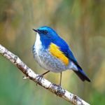 Male Himalayan Bluetail Stock Photo