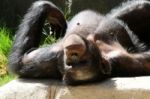 Chimpanzee Stock Photo