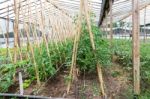 Plantation Of Tomatoes In The Organic Garden Stock Photo