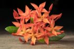 Ixora Flower With Leaves Isolate In Black Stock Photo