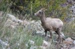 Bighorn Sheep (ovis Canadensis) Stock Photo