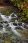 Muir Woods Stock Photo