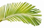 Palm Leaf Isolated On White Background Stock Photo