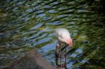 Fuengirola, Andalucia/spain - July 4 : Greater Flamingos (phoeni Stock Photo