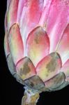 Protea Flower Stock Photo