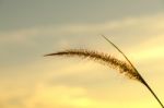 Close-up Of Grass Flower On Morning Stock Photo