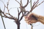 Grape Pruning Stock Photo