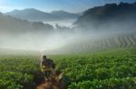 Angkhang, Chiangmai - February 2 : Unidentified Boy Is Carring S Stock Photo