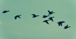 Isolated Photo Of A Group Of Ducks Flying Stock Photo