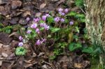 Wild Cyclamen (persicum) Stock Photo